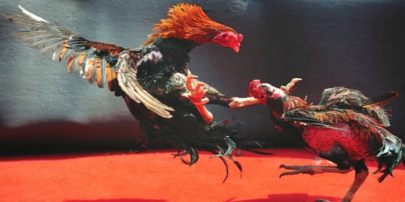 Giới thiệu sơ lược về hình thức đá gà tại 58Win