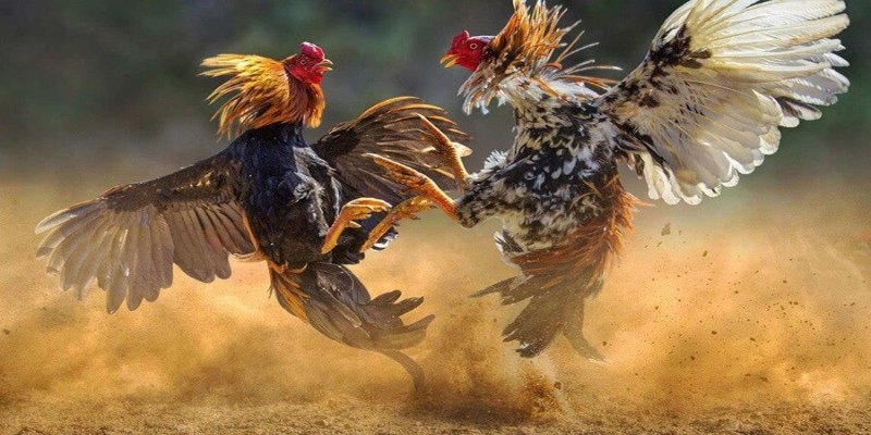 Quản lý ngân sách là yếu tố then chốt quyết định việc thắng thua